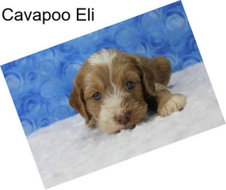 Cavapoo Eli