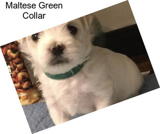 Maltese Green Collar