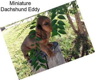 Miniature Dachshund Eddy