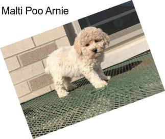 Malti Poo Arnie