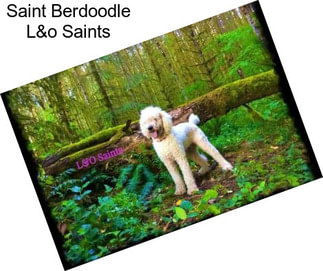 Saint Berdoodle L&o Saints