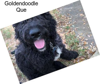 Goldendoodle Que