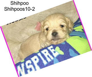 Shihpoo Shihpoos10-2