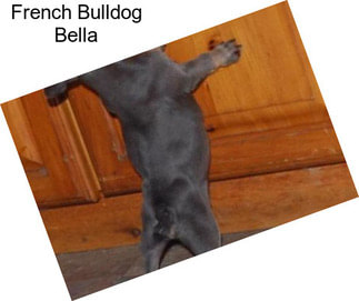 French Bulldog Bella