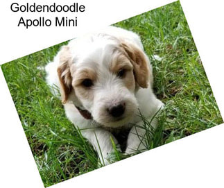 Goldendoodle Apollo Mini
