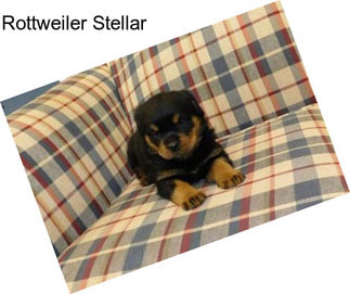 Rottweiler Stellar