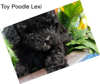 Toy Poodle Lexi