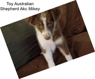 Toy Australian Shepherd Akc Mikey