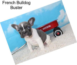 French Bulldog Buster