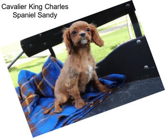 Cavalier King Charles Spaniel Sandy