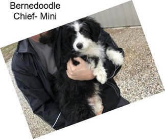 Bernedoodle Chief- Mini