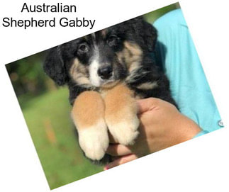 Australian Shepherd Gabby