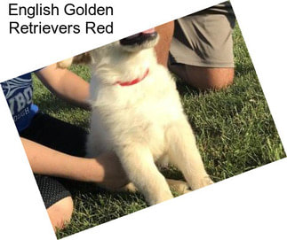 English Golden Retrievers Red