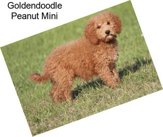 Goldendoodle Peanut Mini