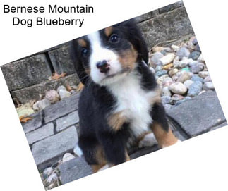 Bernese Mountain Dog Blueberry