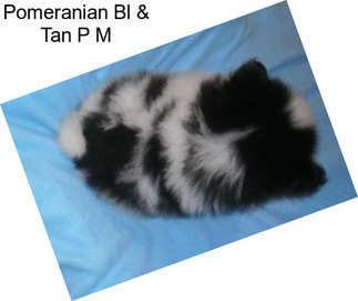 Pomeranian Bl & Tan P M