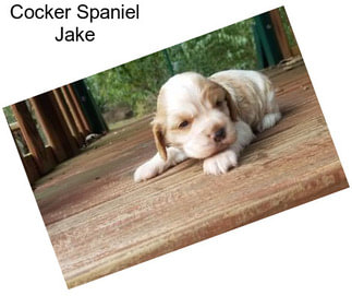 Cocker Spaniel Jake