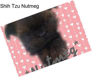 Shih Tzu Nutmeg