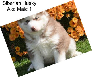 Siberian Husky Akc Male 1