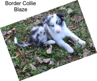 Border Collie Blaze