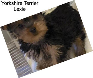 Yorkshire Terrier Lexie