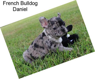 French Bulldog Daniel