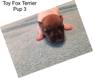 Toy Fox Terrier Pup 3