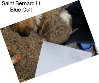Saint Bernard Lt Blue Coll