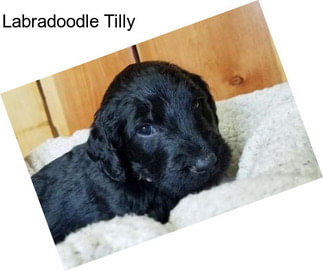 Labradoodle Tilly