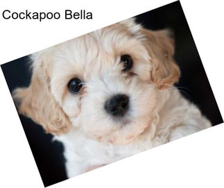 Cockapoo Bella