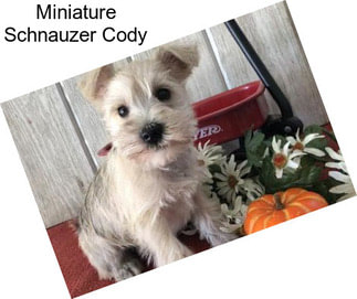 Miniature Schnauzer Cody