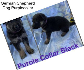 German Shepherd Dog Purplecollar