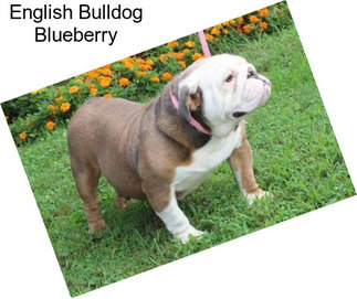 English Bulldog Blueberry
