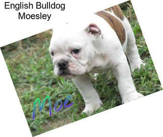 English Bulldog Moesley