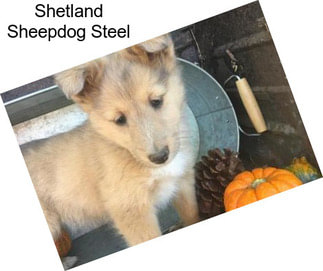 Shetland Sheepdog Steel