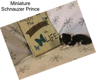 Miniature Schnauzer Prince