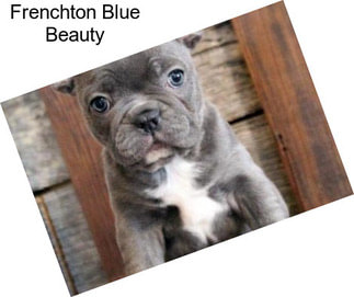 Frenchton Blue Beauty