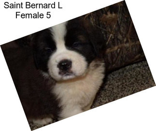 Saint Bernard L Female 5