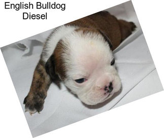 English Bulldog Diesel