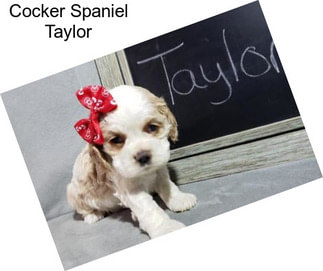 Cocker Spaniel Taylor