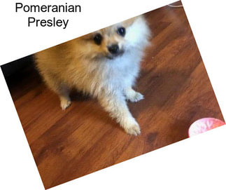 Pomeranian Presley