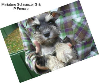 Miniature Schnauzer S & P Female