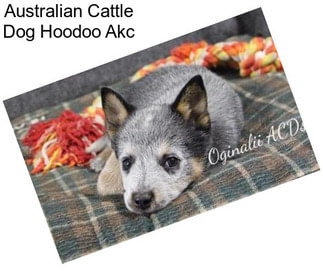 Australian Cattle Dog Hoodoo Akc