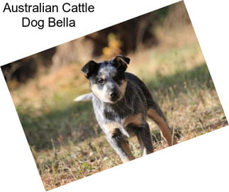 Australian Cattle Dog Bella