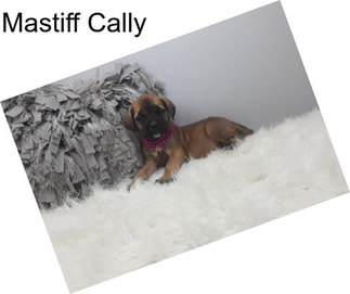 Mastiff Cally