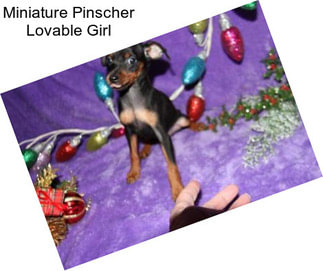 Miniature Pinscher Lovable Girl