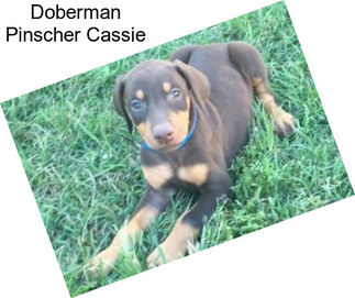 Doberman Pinscher Dogs For Sale In Arkansas | AgriSeek.com