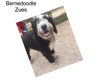 Bernedoodle Zues
