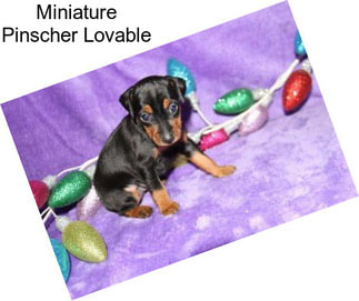 Miniature Pinscher Lovable