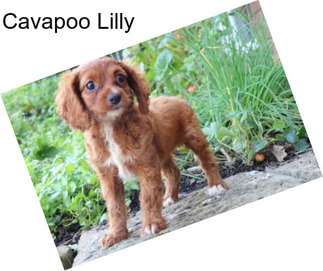 Cavapoo Lilly